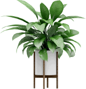 plant1