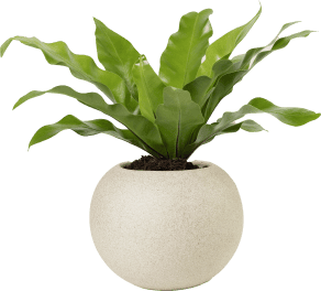 plant2