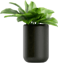 plant3